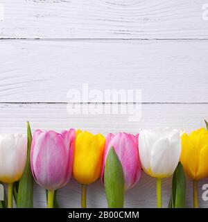 Mehrfarbige Tulpen in einer Reihe auf einem Hintergrund von Lichtbrettern Stockfoto