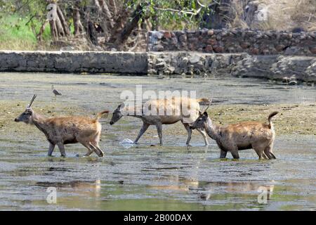 Sambar-Rehe (Rusa unicolor), Gruppenwanderungen im Wasser, Ranthambhore National Park, Rajasthan, Indien Stockfoto