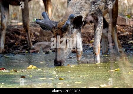 Sambar-Rehe (Rusa unicolor), männliches Trinkwasser, Ranthambhore National Park, Rajasthan, Indien Stockfoto