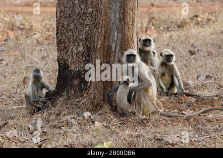 Nördliche Ebenen graue Languren (Semnopithecus entellus), in Gras sitzende Tiergruppe, Tadoba Andhari Tiger Reserve, Indien Stockfoto