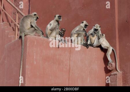 Nördliche Ebenen graue Languren (Semnopithecus entellus), auf einer Wand sitzende Tiergruppe, Ranthambhore-Nationalpark, Rajasthan, Indien Stockfoto