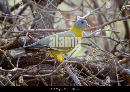 Gelbfußtaube (Treron phoenicopterus), Ranthambhore-Nationalpark, Rajasthan Stockfoto