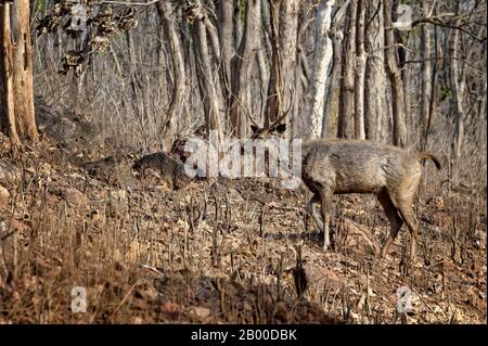 Sambar-Rehe (Rusa unicolor), männlich, Tadoba Andhari Tiger Reserve, Indien Stockfoto