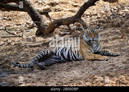 Bengalische Tigerin (Panthera tigris tigris), auf dem Boden ruhende Frau, Ranthambhore National Park, Rajasthan, Indien Stockfoto