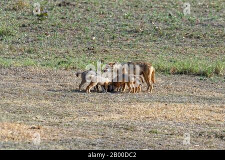 Indischer Jackal (Canis aureus), weibliche Fütterung und Spielen mit ihren Jungen, Kanha Tiger Reserve oder Kanha-Kisli National Park, Indien Stockfoto