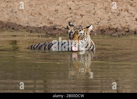 Bengalische Tigerin (Panthera tigris tigris), weibliche Erfrischung im Wasser, Ranthambhore National Park, Rajasthan, Indien Stockfoto