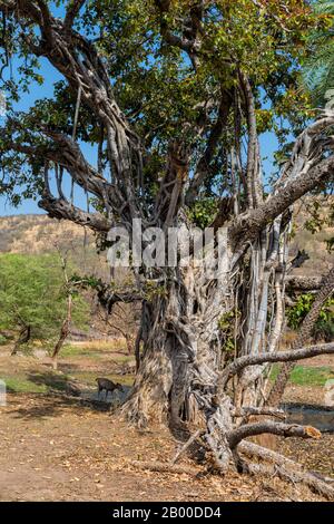 Banyan Tree, Ranthambhore National Park, Rajasthan, Indien Stockfoto