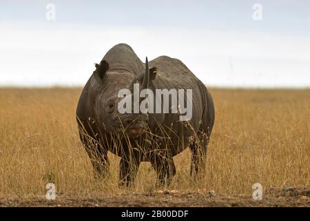 Black Rhino (Diceros bicornis), in Grasland, Masai Mara, Kenia Stockfoto