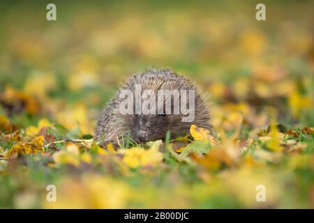 Europäischer Igel (Erinaceus europaeus) auf einem Gartenrasen mit abgefallenen Herbstblättern, Suffolk, England, Großbritannien Stockfoto