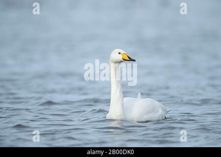 Whooper Swan (Cygnus cygnus), adulter Vogel, der auf Wasser schwimmt, Cambridgeshire, England, Großbritannien Stockfoto