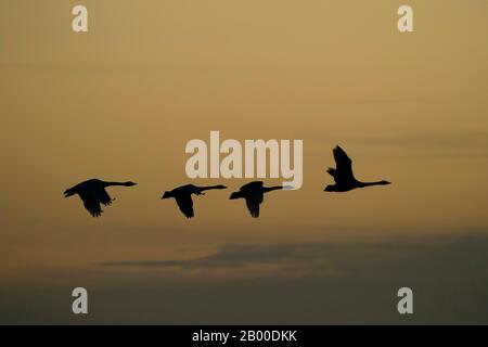 Whooper Swans (Cygnus cygnus), vier Erwachsene Vögel im Flug, Silhouette bei Sonnenaufgang, Cambridgeshire, England, Großbritannien Stockfoto