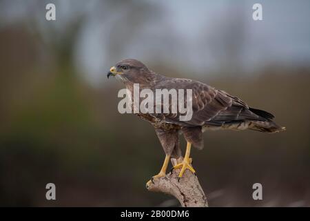 Gemeiner Bussard (Buteo Buteo) ausgewachsener Vogel thront auf einem Baumstumpf, England, Großbritannien Stockfoto