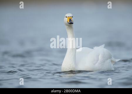 Whooper Swan (Cygnus cygnus), adulter Vogel, der auf Wasser schwimmt, Cambridgeshire, England, Großbritannien Stockfoto