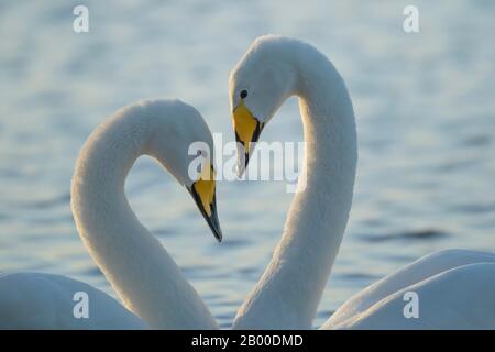 Whooper Swans (Cygnus cygnus), zwei Erwachsene Vögel, die ihre Liebesdarstellung vorführen, Cambridgeshire, England, Großbritannien Stockfoto