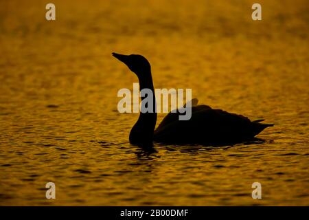 Whooper Swan (Cygnus cygnus), adulter Vogel, der auf Wasser schwimmt, Afterglow, Cambridgeshire, England, Großbritannien Stockfoto