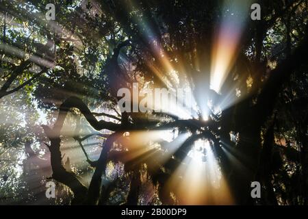 Sonnenstrahlen im Nebelwald, Nationalpark Garajonay, La Gomera, Kanarische Inseln, Spanien Stockfoto