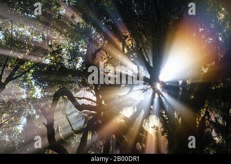 Sonnenstrahlen im Nebelwald, Nationalpark Garajonay, La Gomera, Kanarische Inseln, Spanien Stockfoto