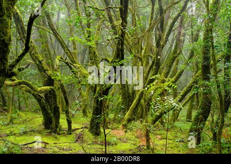 Mit Moos bedeckte Bäume in Nebelwald, Nationalpark Garajonay, La Gomera, Kanarische Inseln, Spanien Stockfoto