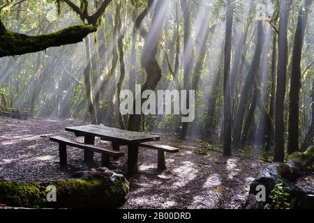 Sonnenstrahlen im Nebel, Picknicktisch im Nebelwald, Garajonay-Nationalpark, La Gomera, Kanarische Inseln, Spanien Stockfoto