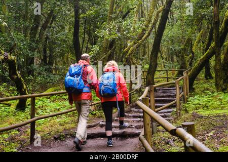 Paare wandern auf dem Waldweg im Lorbeerwald, Laguna Grande, Garajonay-Nationalpark, La Gomera, Kanarische Inseln, Spanien Stockfoto