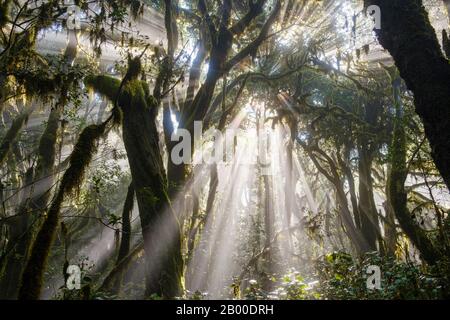 Sonnenstrahlen im Nebelwald, Nationalpark Garajonay, La Gomera, Kanarische Inseln, Spanien Stockfoto