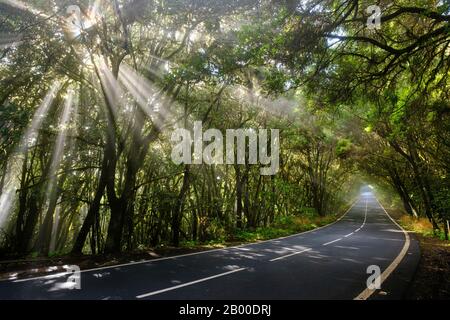 Sonnenstrahlen im Nebel, Straße im Nebelwald, Garajonay-Nationalpark, La Gomera, Kanarische Inseln, Spanien Stockfoto