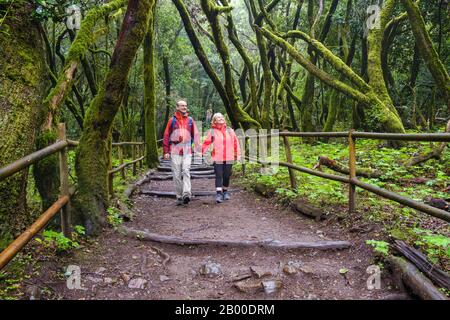 Paare wandern auf dem Waldweg im Lorbeerwald, Laguna Grande, Garajonay-Nationalpark, La Gomera, Kanarische Inseln, Spanien Stockfoto