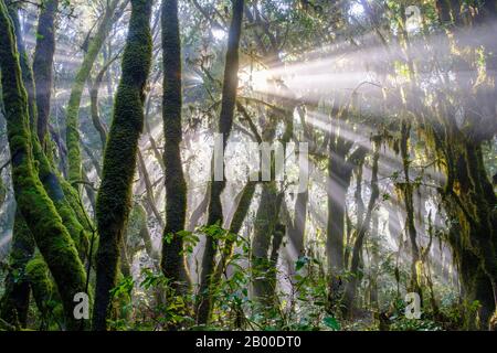 Sonnenstrahlen im Nebelwald, Nationalpark Garajonay, La Gomera, Kanarische Inseln, Spanien Stockfoto