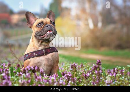 Fröhlicher französischer Bulldogghund, der an sonnigen Tagen im Frühjahr im Blumenfeld der violetten Blumen sitzt Stockfoto