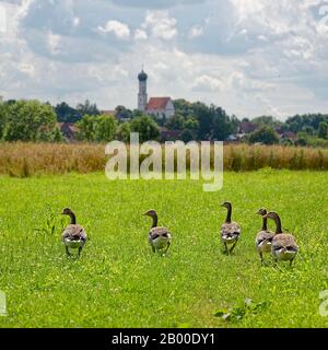 Graugänse (Anser Anser) auf einer Wiese vor einem Dorf mit Kirche, Augsburg, Königsbrunn, Bayern, Deutschland Stockfoto