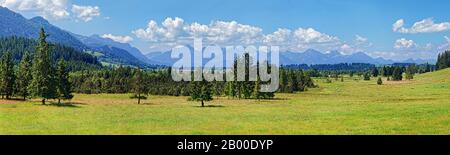 Naturbiotop mit üppigen Wiesen und Ammergauer Alpen, Alpenvorland, Unterreithen, Bayern, Deutschland Stockfoto
