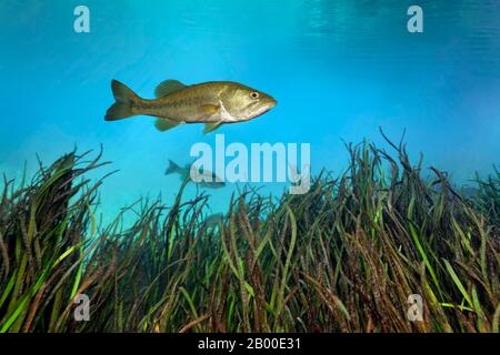 Largemouth Bass (Micropterus salmoides), schwimmend über Schilf, Rainbow River, Rainbow Springs State Park, Dunnelon, Florida, USA Stockfoto