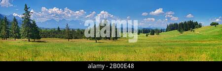 Naturbiotop mit üppigen Wiesen und Ammergauer Alpen, Alpenvorland, Unterreithen, Bayern, Deutschland Stockfoto