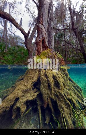 Unterwasserwurzel, über Wasserbaum, Rückendschungel, Rainbow River, Rainbow Springs State Park, Dunnelon, Florida, USA Stockfoto