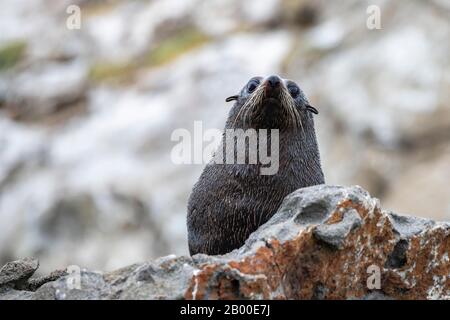 Neuseeländische Felldichtung (Arctocephalus forsteri) auf Felsen, Kaikoura, Canterbury, South Island, Neuseeland Stockfoto