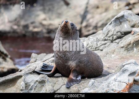 Neuseeländische Felldichtung (Arctocephalus forsteri) auf Felsen, Kaikoura, Canterbury, South Island, Neuseeland Stockfoto