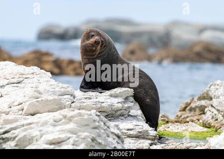 Neuseeländische Felldichtung (Arctocephalus forsteri) auf Felsen, Kaikoura, Canterbury, South Island, Neuseeland Stockfoto