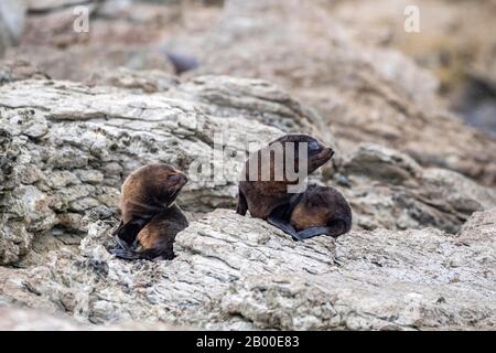 Neuseeländische Fellrobben (Arctocephalus forsteri), zwei Jungtiere auf Felsen, Kaikoura, Canterbury, South Island, Neuseeland Stockfoto