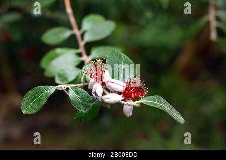 Nahaufnahme der Feijoa-Baumblume. Blühende Feijoa sellowiana, Acca sellowiana, Ananas Guava, Guavasteen. Stockfoto