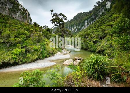 Pororari River, Pororari River Track, Punakaiki, Paparoa National Park, Westküste, Südinsel, Neuseeland Stockfoto