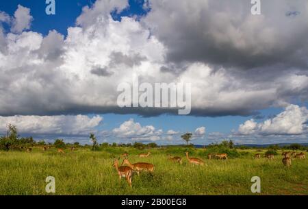 Impalas auf einer afrikanischen Savanne mit starken Regenwolken, die sich in horizontalem Format über dem Kopf befinden Stockfoto