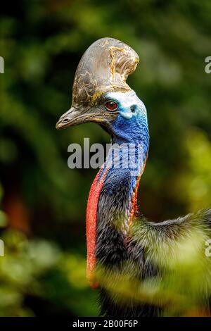 Doppelwandige Kassowarin (Casuarius Casuarius), Tierporträt, gefangengehalten, Frankfurt, Hessen, Deutschland Stockfoto