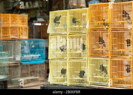 Bird Market, Mong Kok, Kowloon, Hongkong Stockfoto