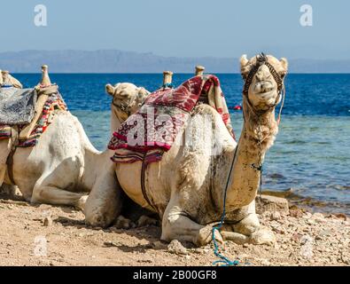 Grinsend Kamel am Ufer des Meeres in Ägypten Dahab, South Sinai Stockfoto