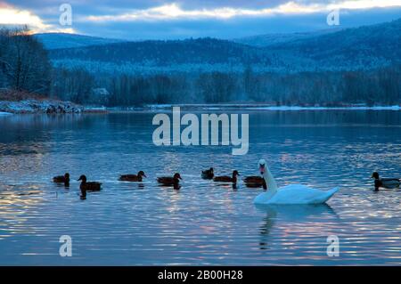 Weiße Schwäne am Wintersee Stockfoto