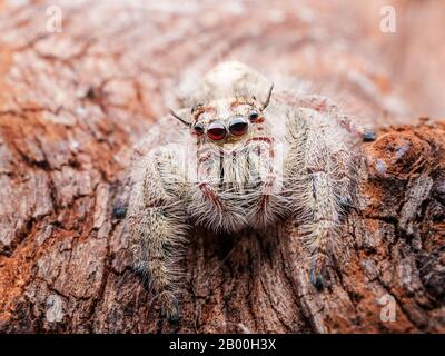 Nahaufnahme der springenden Spinne, Spinne in Thailand mit Makroskala Stockfoto