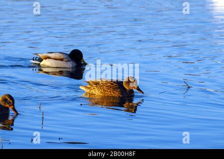 Wilde Enten im Winter auf einem guten Tageseis Stockfoto