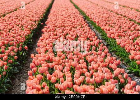 Eine magische Landschaft mit Sonnenaufgang über Tulpenfeld in den Niederlanden Stockfoto