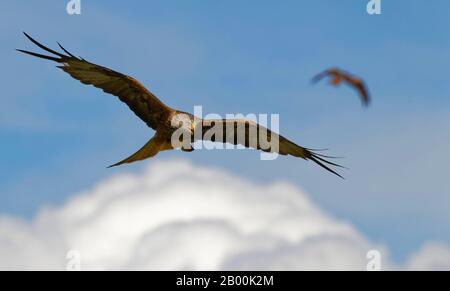 Rote Kites (Milvus milvus) Stockfoto