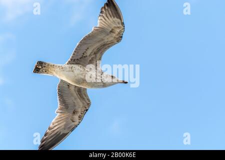 Möwe fliegt am Himmel über die meerenge des bosporus in Istanbul, Türkei. Stockfoto